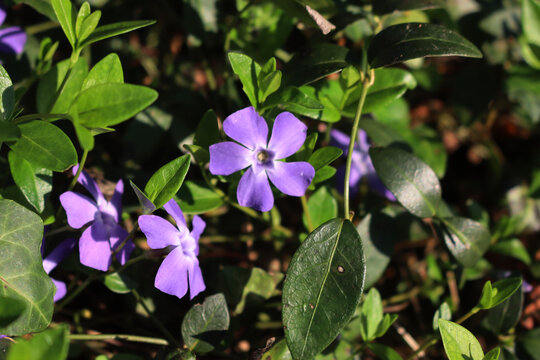 Close-up of many lilac periwinkle flowers on springtime on a sunny day. Vinca minor plant 