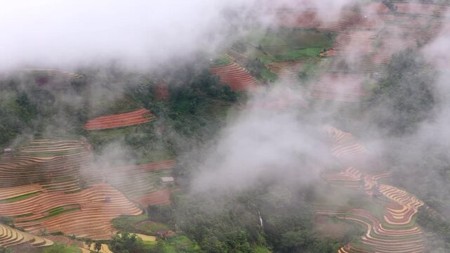 Aerial drone view of lush green terraced rice fields nestled in the misty, cloud-covered mountains of Mu Cang Chai.