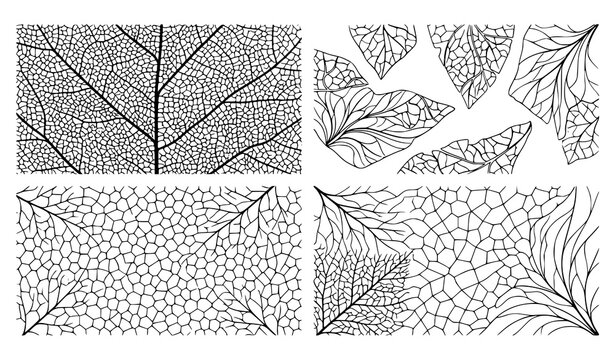 Macro Leaf Vein Skeleton Cell Structure Abstract Vector Texture Set