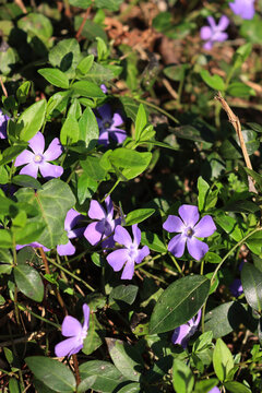Close-up of many lilac periwinkle flowers on springtime on a sunny day. Vinca minor plant 