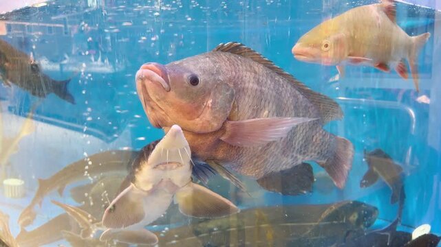 Live Freshwater Fish Swimming in Supermarket Aquarium &ndash; Assorted Carp and Trout for Sale in Grocery Store Seafood Section