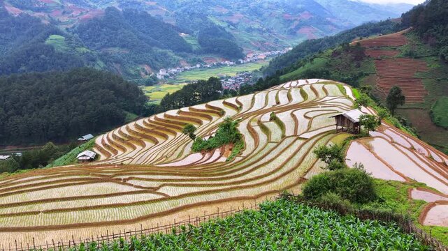 Aerial drone view of a small wooden hut nestled in flooded terraced rice fields in Mu Cang Chai Vietnam