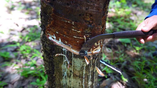 The farmer is skillfully tapping the rubber trees.