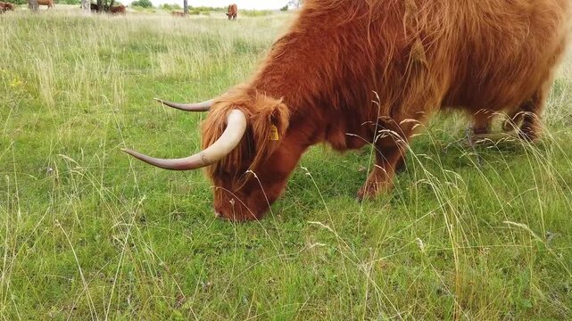 Schottisches Highlandrind beim Grasen im Naturschutzgebiet zwischen Hohwacht und Sehlendorf an der Ostsee
