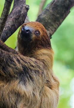 Slow life: A heartwarming close-up of a two-toed sloth clinging to a tree trunk and looking up
