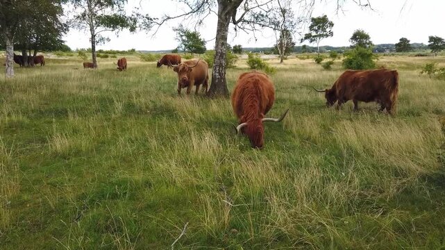 Schottische Highlandrinder grasen im Naturschutzgebiet zwischen Hohwacht und Sehlendorf an der Ostsee