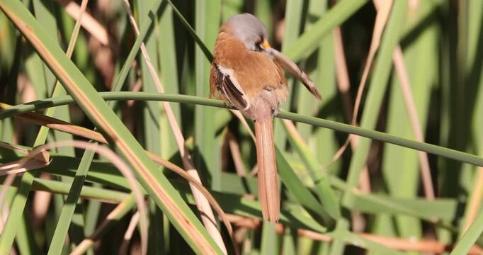 Male Bearded reedling preening its plumage in a wetland in central Spain at first light