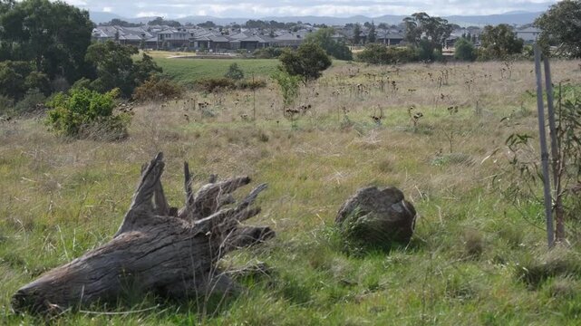 Uncultivated native grassland with modern suburban housing estates visible across the valley in Weir Views, Melbourne, Victoria, Australia. Outer metropolitan edge with master-planned neighborhood