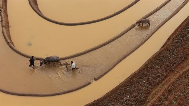 Aerial drone view of farmers plowing flooded rice fields with water buffalo in Mu Cang Chai Vietnam