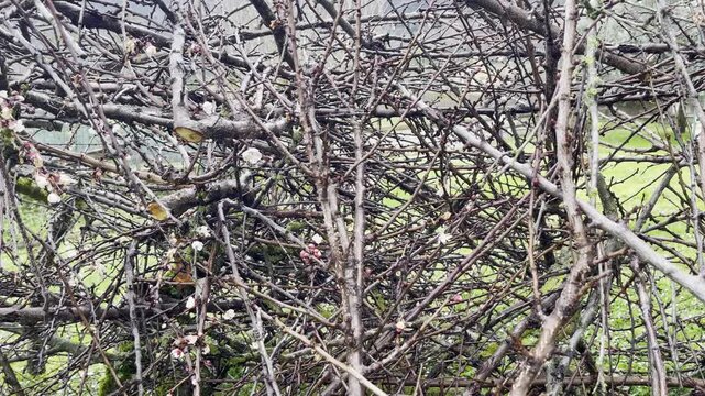 Serious fruit tree disease leading to branches pruning, infected tree branches with buds and some white flowers being trimmed in the garden, process of taking care of plants and cleaning yard in