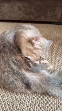 A grey domestic cat lies on the carpet and licks the fur on its back