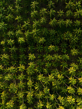 Aerial view of a lush coconut palm plantation with rows of green trees stretching across the coastal landscape in Lazaro Cardenas, Michoacan, Mexico.