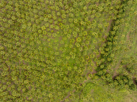Aerial view of a vast palm tree farm with lush green foliage and orderly rows of trees near the coast in Lazaro Cardenas, Michoacan, Mexico.
