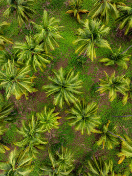 Aerial view of a lush palm tree farm along the coast, featuring vibrant green fronds and textured ground in Lazaro Cardenas, Michoacan, Mexico.