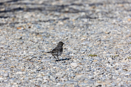 Juvenile white wagtail walking across pebble shoreline at Mandichosee, Deutschland, Mering, Mandichosee, 13.05.2026