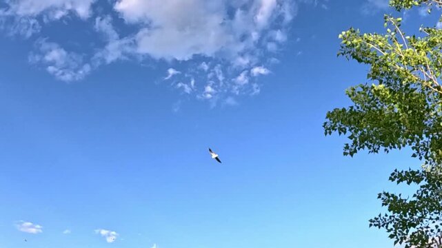 Low angle shot looking up through green tree leaves against a clear blue sky, small white clouds gradually moving across the frame as a seagull bird flies smoothly overhead.