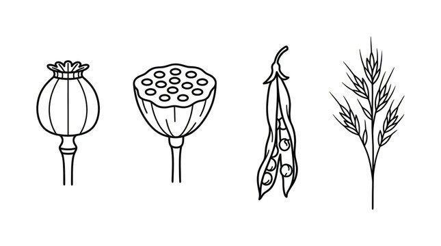 Minimalist black and white botanical line drawings showing poppy pod lotus seed head pea pod and wheat stalk representing various plant seeds and grains