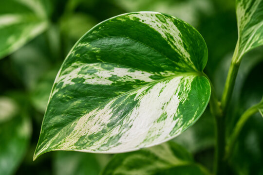 Variegated leaf with white and green pattern on plant, natural foliage detail