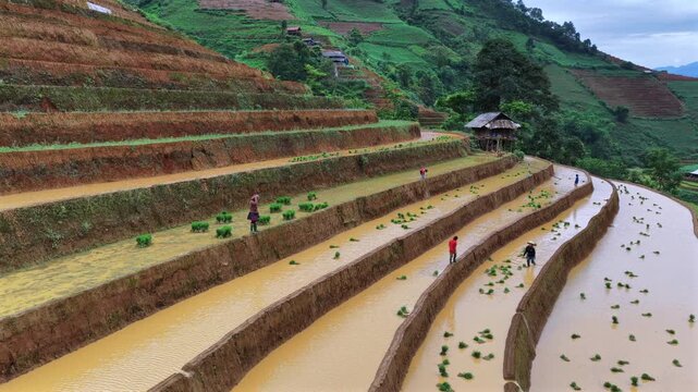 Aerial drone view of a farmer working in flooded terraced rice fields in Mu Cang Chai Vietnam