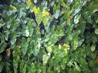Lush Green Philodendron Leaves Background in Natural Morning Sunlight © VidPhot