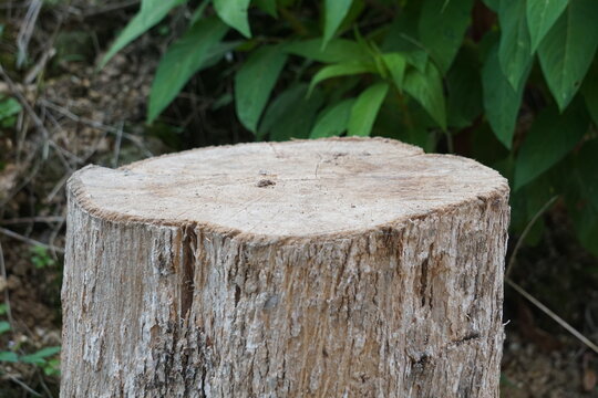 solid cylindrical tree stump cut flat on top, positioned naturally in front of lush green shrubs. The composition represents timber felling, woodland renewal, rustic garden design, and organic wooden 