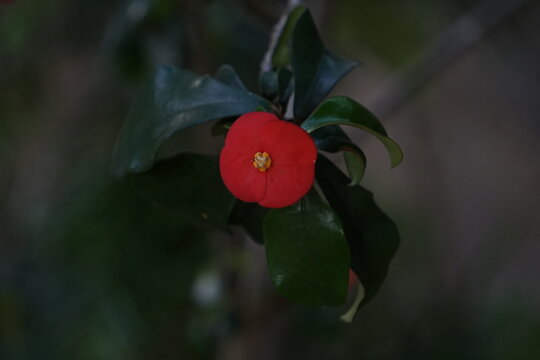 centered close-up shot of a scarlet Euphorbia milii blossom with tiny yellow central stamens framed by glossy dark green leaves. The image conveys themes of delicate floral beauty, succulent botany, o