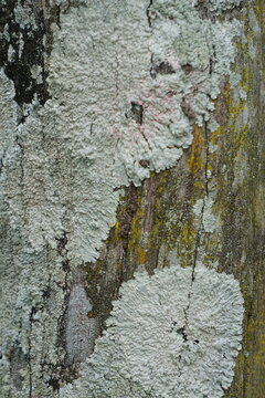 High-detail close-up shot of scaly, pale green and white lichen thalli spreading over cracked, aged wood bark. The photograph highlights tactile natural patterns, symbiotic botanical life, timber weat