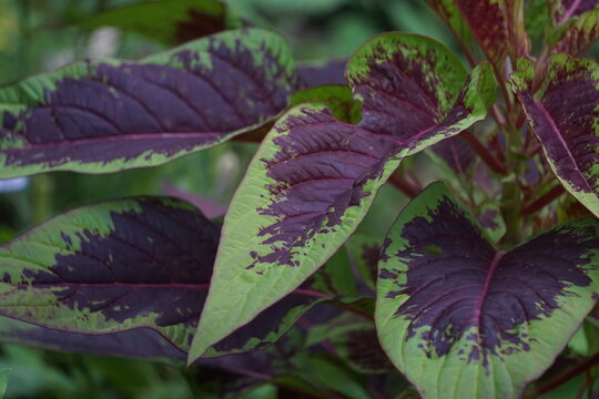 Close-up view of textured red amaranth leaves displaying vibrant burgundy-purple pigmentation framed by bright green margins. The photograph highlights organic superfood cultivation, intricate leaf ve