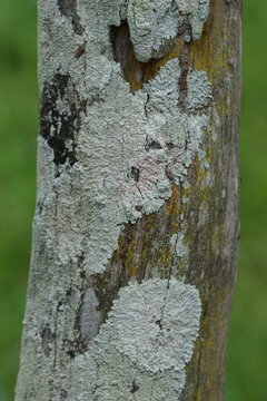 vertical macro photograph capturing textured rosettes of pale lichen growing on an outdoor wooden pole. The image emphasizes organic surface patterns, environmental air quality indicators, microscopic