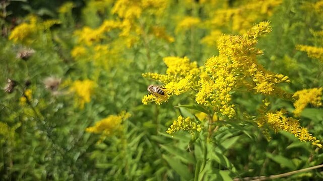 Slow motion closeup of a honey bee collecting nectar from goldenrod flowers in a sunlit field