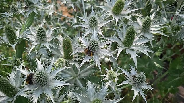 Several bumblebees collecting nectar from spiky eryngium amethystinum flowers in slow motion