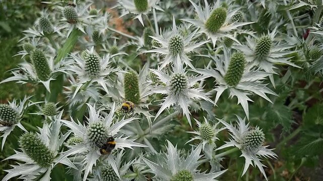 Busy bumblebees collecting nectar from silvery green eryngium maritimum flowers in a summer garden