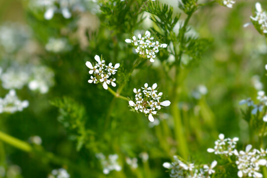 Common coriander flowers - Latin name - Coriandrum sativum