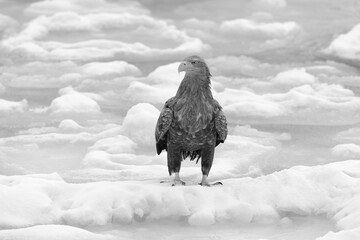 White-tailed sea eagle standing on drift ice in black and white © OvidiuDaniel