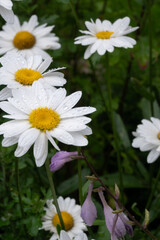Fototapeta premium Vertical view of a white daisy with water drops alongside a purple hosta flower. The fresh wet garden scene captures a beautiful summer rain moment. Perfect for mixed floral photography.