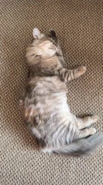 An overhead view of a gray domestic cat lying on the carpet and licking its long fur on the back.