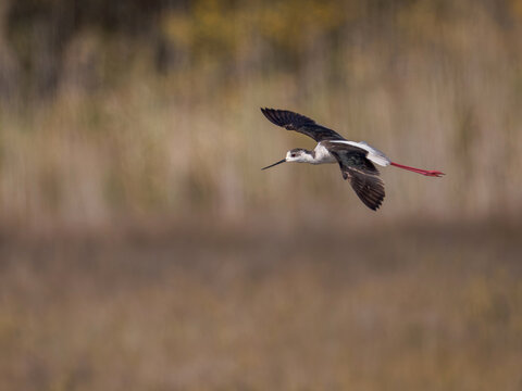 Black winged stilt Himantopus himantopus flying over wetland marsh. Adult stilt water bird in full flight with extended red legs over blurred natural background, action wildlife photography