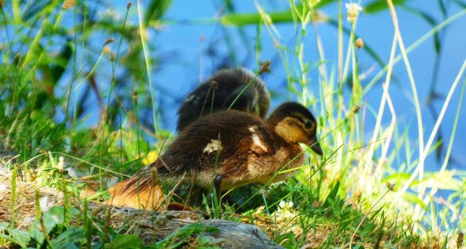 Cute new born duck in the grass enjoy in sunny day by the green lake , new born water birds backkround