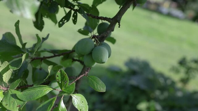 Cluster of unripe green plums growing among leafy branches in a sunny garden, with a softly blurred green background and ample copy space