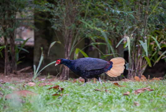 The crestless fireback (Lophura erythrophthalma) is a species of bird in the family Phasianidae. It is found in Brunei, Indonesia, Malaysia, and Singapore.