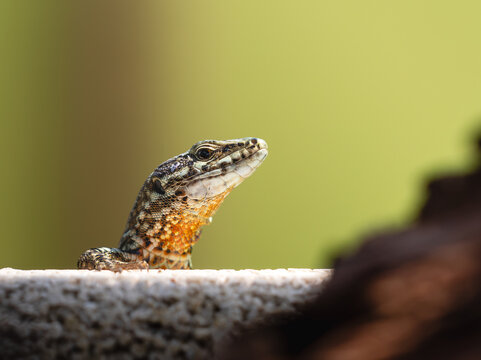 Mauereidechse (podarcis muralis) Nahaufnahme Portr&auml;t
