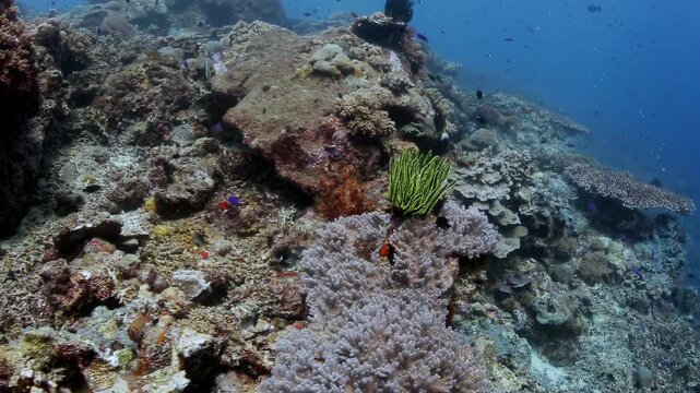 Vibrant Coral Reef Ecosystem with Schooling Tropical Fish and Diverse Marine Life in Clear Blue Water, Underwater Nature Background