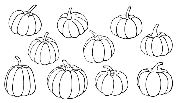 Hand Drawn Autumn Pumpkin Collection Set Different Shapes Line Art Doodle Illustration for Harvest Design
