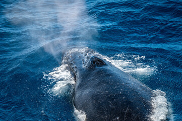 Humpback whale surfacing with misty blow spray © Georg