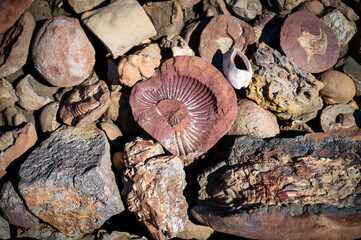 Ammonite fossil near Nordenskjold hut Snow Hill © Georg