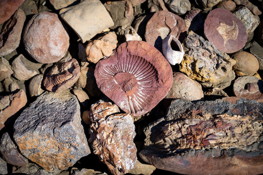 Ammonite fossil near Nordenskjold hut Snow Hill