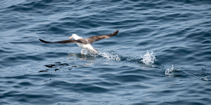 Albatross running across the water to take off