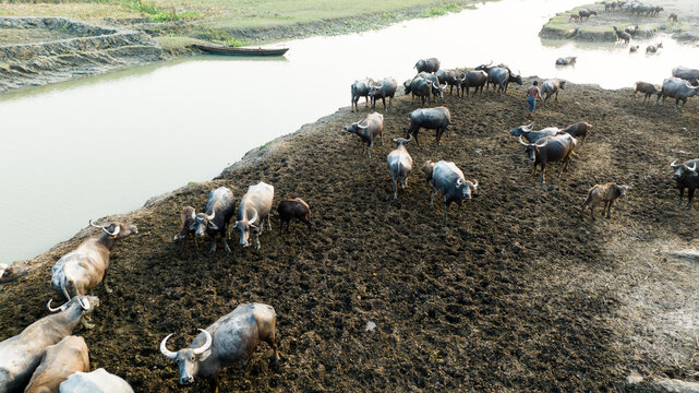 Aerial view of a herd of water buffaloes grazing on the muddy riverbank with a person nearby in Bagerhat, Khulna Division, Bangladesh.