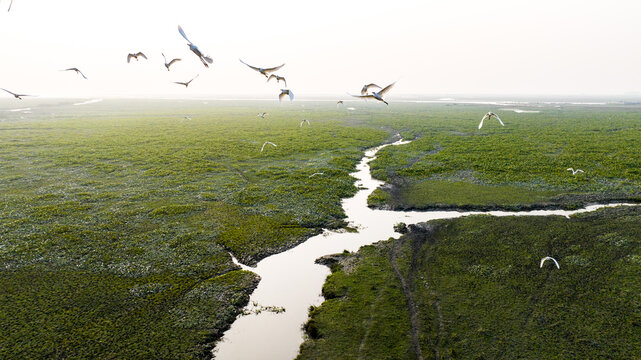 Aerial view of the lush green mangrove forest of the Sundarbans with a winding river and birds flying overhead in Bagerhat, Khulna Division, Bangladesh.