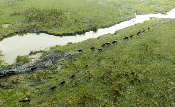 Aerial view of a herd of water buffalo walking in a single file line along a dirt path through a grassy, marshy landscape with a small pond in Bagerhat, Khulna Division, Bangladesh.